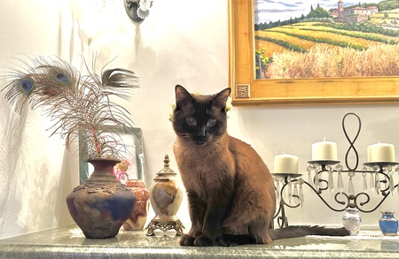 Entry image for Onyx. Clicking this image will show a larger photo