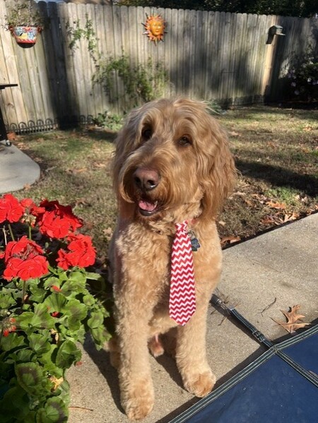 Entry image for Finley. Clicking this image will show a larger photo