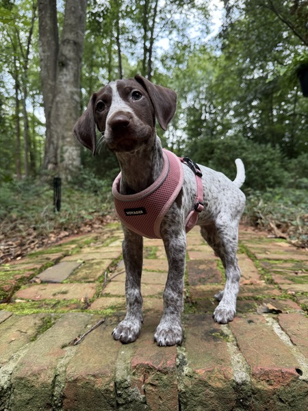 Entry image for Pepper. Clicking this image will show a larger photo