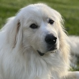 Entry image for Beowolf