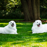 Entry image for Baron and Kaylan
