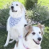 Entry image for Harper & Sydney