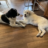 Entry image for CJ and London