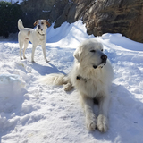Entry image for Odin and Ren