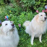 Entry image for Guinevere and Sunny
