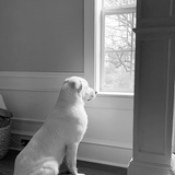 Entry image for Lucy