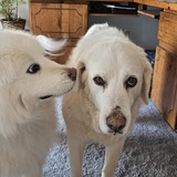 Entry image for Josie and Olive
