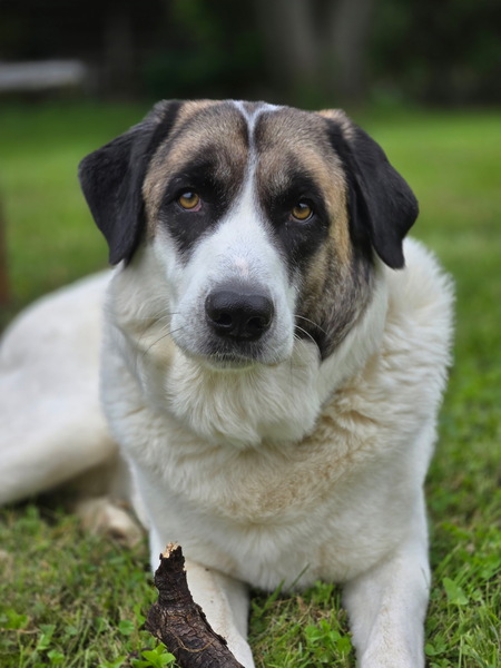 Entry image for Arlo. Clicking this image will show a larger photo