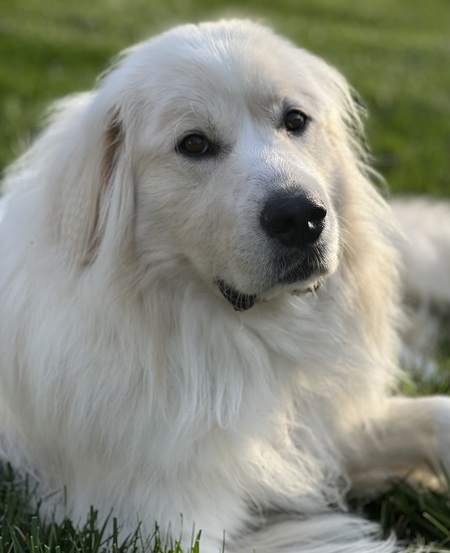 Entry image for Beowolf. Clicking this image will show a larger photo