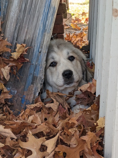 Entry image for Murphy . Clicking this image will show a larger photo