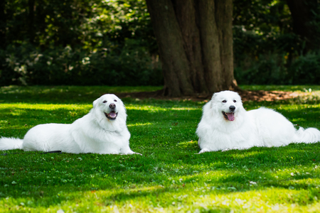 Entry image for Baron and Kaylan. Clicking this image will show a larger photo
