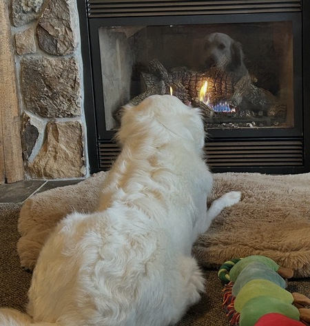 Entry image for Dolly. Clicking this image will show a larger photo