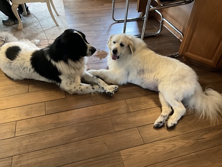Entry image for CJ and London. Clicking this image will show a larger photo