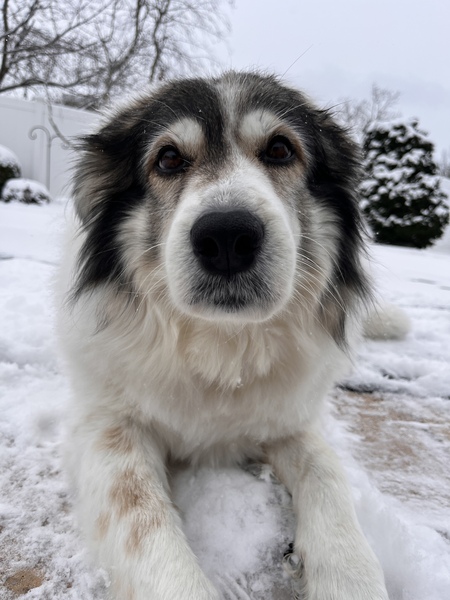 Entry image for Mia . Clicking this image will show a larger photo