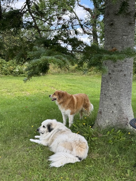 Entry image for Freya and Odin. Clicking this image will show a larger photo