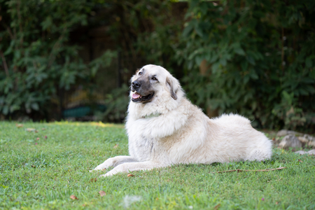 Entry image for Watson. Clicking this image will show a larger photo
