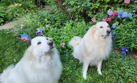 Entry image for Guinevere and Sunny. Clicking this image will show a larger photo