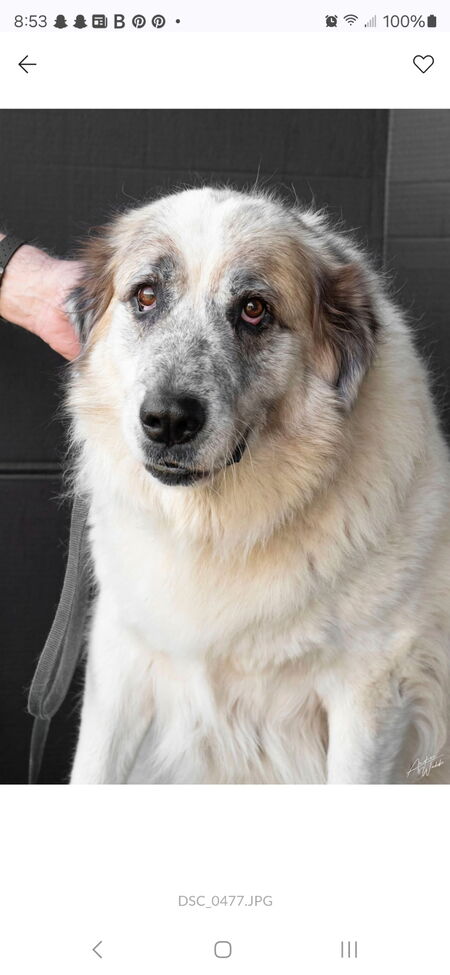 Entry image for Cora. Clicking this image will show a larger photo