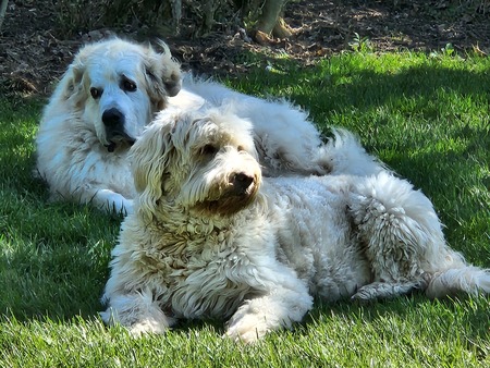 Entry image for Tucker and Popy. Clicking this image will show a larger photo