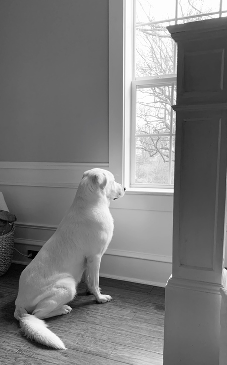 Entry image for Lucy. Clicking this image will show a larger photo