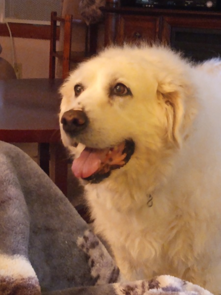 Entry image for Sassy. Clicking this image will show a larger photo