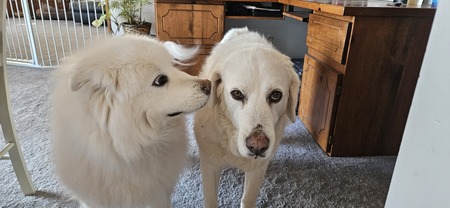 Entry image for Josie and Olive. Clicking this image will show a larger photo