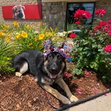 Entry image for Maisie