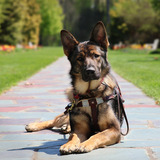 Entry image for Wyatt