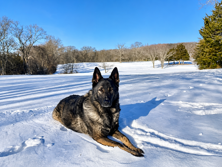 Entry image for Cheyenne . Clicking this image will show a larger photo