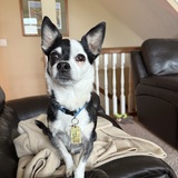 Entry image for Petey