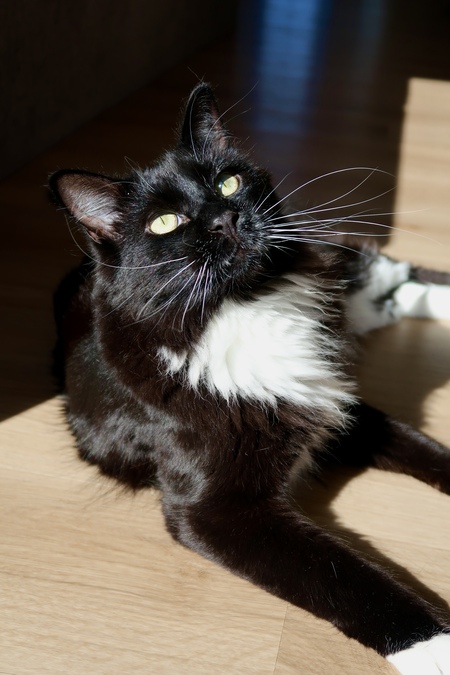 Entry image for Wibble . Clicking this image will show a larger photo