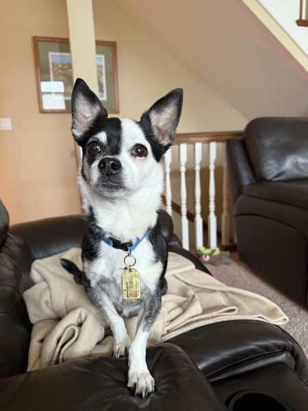 Entry image for Petey. Clicking this image will show a larger photo