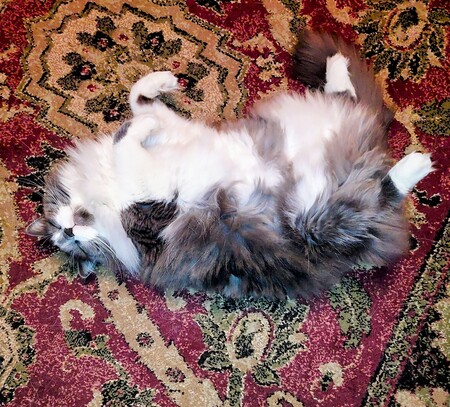 Entry image for Grizzabella (Bella). Clicking this image will show a larger photo