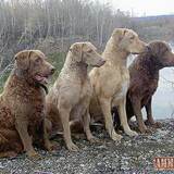Entry image for Grendl / Otter/ Journey/ Britt