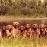 Entry image for Puffin/ River/ Ridge/ Ashley/Solo/ Covey/Cocoa/Ben/Britt