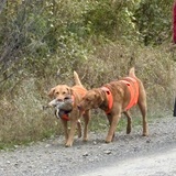 Entry image for Goldie and Sailor 