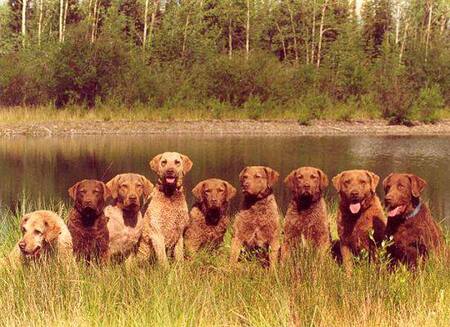 Entry image for Puffin/ River/ Ridge/ Ashley/Solo/ Covey/Cocoa/Ben/Britt. Clicking this image will show a larger photo