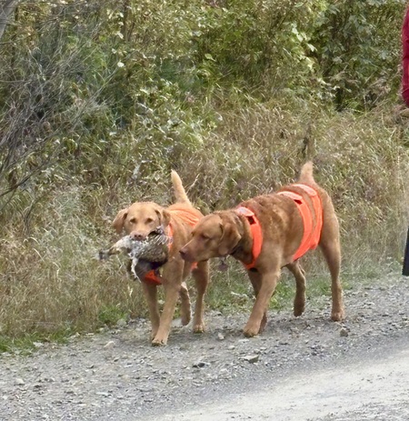 Entry image for Goldie and Sailor . Clicking this image will show a larger photo