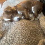 Entry image for Minnie 