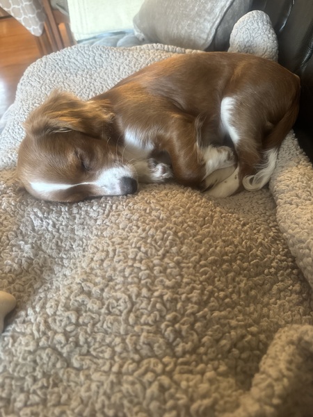 Entry image for Minnie . Clicking this image will show a larger photo