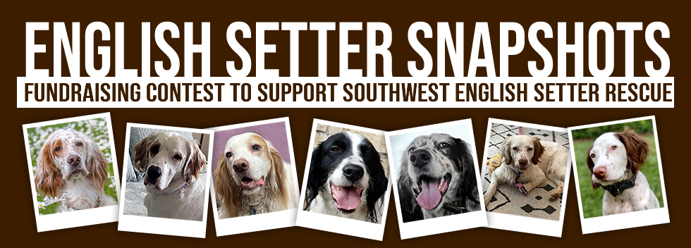 Banner for English Setter Snapshots Photo Contest
