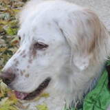 Entry image for Honey