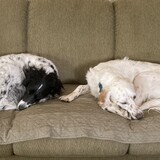 Entry image for Dottie & Walter