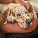 Entry image for Teddy