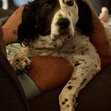 Entry image for Todd