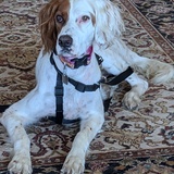 Entry image for Molly