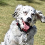 Entry image for Gracie Pearl