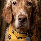 Entry image for Bentley 