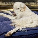 Entry image for Pippin