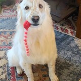Entry image for Buddy